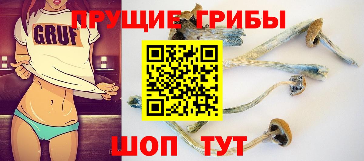 Сертолово  Псилоцибиновые грибы GOLDEN TEACHER  Вход с VPN 