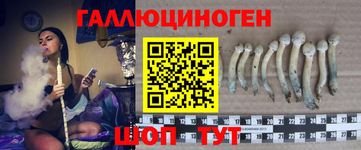 Псилоцибиновые грибы Psilocybe Сертолово